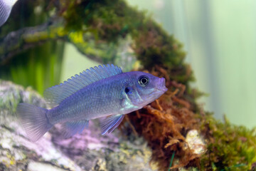 Blue Malawai Cichlid fish in a tank