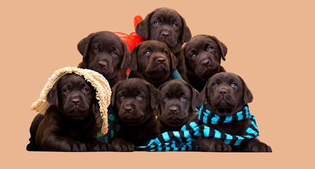 Wall Mural - many labrador retriever puppies together