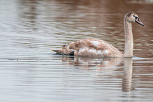 Beautiful Young Brown Swan Swims On A Pond