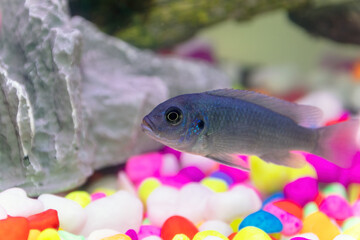 Small African Malawai Cichlid fish