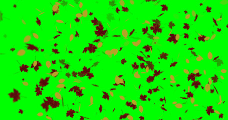 Poster - Concept leaves in autumn on green screen