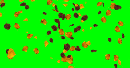 Concept leaves in autumn on green screen