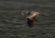 Grey Heron flying with a fish at Tubli bay, Bahrain