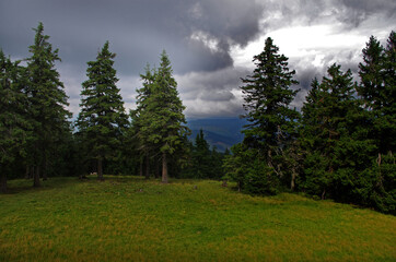 Mountain landscape with forest in the summer. Silhouettes of fir trees in the fog