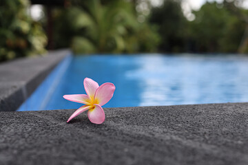 frangipani flower in water