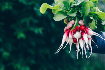 Wall Mural - Fresh radish. Farmers hands holding harvested organic bunch of radishes.