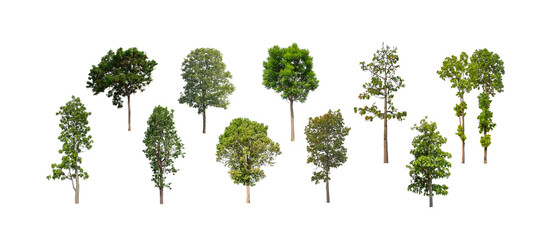 Wall Mural - collection of tree, Set of isolated trees on white background