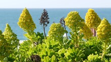 Aeonium Arboreum Houseleek Tree Yellow Flower, California USA. Irish Rose Succulent Inflorescence. Home Gardening, American Decorative Ornamental Houseplant, Natural Botanical Ocean Beach Atmosphere.