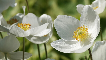 Flower Anemone or Anemone