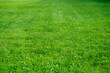 © Alex Photo - The lawn in the park, covered with green bright grass.