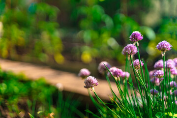 Purple clover flowers, green natural background