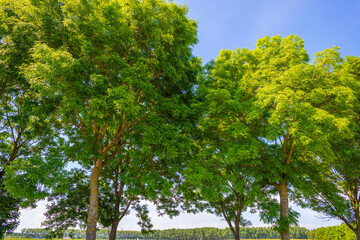 Wall Mural - Green deciduous trees in a rural landscape in bright sunlight below a blue sky in springtime, Almere, Flevoland, The Netherlands, June 21, 2020 