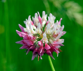 Canvas Print - Blossom of a Red clover // zweifarbige Wiesenklee-Blüte (Trifolium pratense)