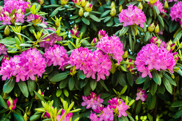 Wall Mural - Beautiful blooming pink Azalea - flowering shrubs in the genus Rhododendron. Pink, summer flower background. gardening.