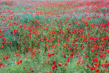 A Bird's Eye View Of A Wonderful Red Poppy Field In Bloom 