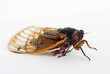 Dying Brood X Cicada Close Up