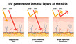 UV penetration into the layers of the skin. Infographic of sunscreen protection against UVA, UVB rays. Skin anatomy. Broad-spectrum sunscreen. Hand drawn vector illustration.