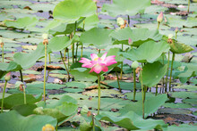 Pink Lotus Flowers In The Pond