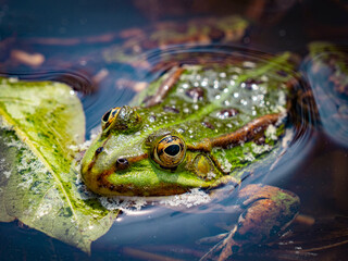 Wall Mural - rana esculenta - common european green frog is swimming in a garden pond