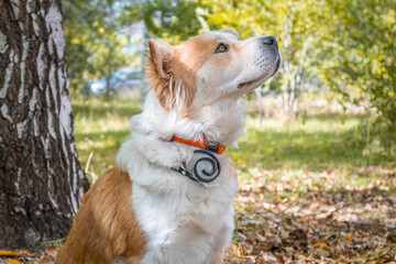 A dog with a collar against fleas and ticks