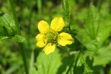 Beautiful Yellow Spring Flower In The Garden