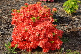 Fototapeta Kwiaty - Czerwone kwiaty azalii odmiany 