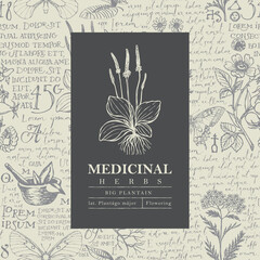 Wall Mural - Beautiful vector label or banner with Big plantain on a hand-drawn background with medicinal herbs and handwritten text Lorem Ipsum. Botanical illustration in retro style for pharmacy, herbal medicine