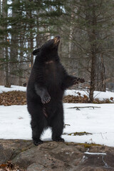 Wall Mural - black bear (ursus americanus) stands on back legs facing right winter