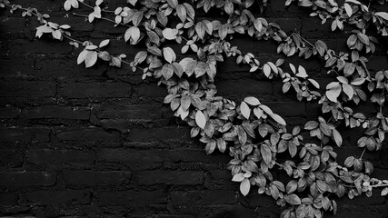 Green leaves pattern for background in the garden park in black and white tone with copy space on left. Vine, Creeping plant growth on wall Natural wallpaper, Beauty of Nature concept