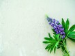 Summer composition of wild flowers lupinus, lupin, lupine purple, blue, pink color on grey concrete background. Hello summer. Postcard, background, booklet with place for text. Flat lay