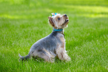 Beautiful Yorkshire Terrier Dog On The Green Grass