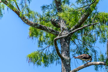 Poster - OSPREY PERCHED IN TREE