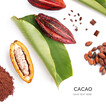 Creative layout made of black chocolate bar, cacao fruit, cacao powder, cacao nibs, cacao beans and green tropical leaves on white background.  Flat lay. Food concept. Macro  concept.