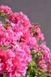 pink begonia flowers