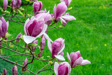 pink magnolia flowers