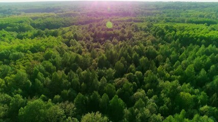 Wall Mural - Aerial footage of a summer forest