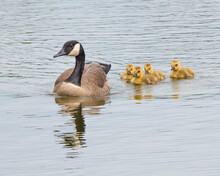 Mother Goose And Goslings #1