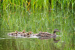 Ducklings on parade