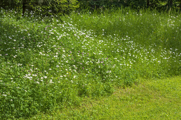 Wall Mural - Bright meadow flowers bloom in a summer field on a sunny day