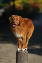 Obedient Nova Scotia Duck Tolling Retriever (Toller Dog) Posing Outdoors Balancing With Its Four Paws On A Stone Barrier In A City