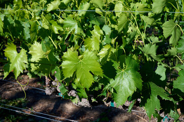 Young grapevines in vineyard