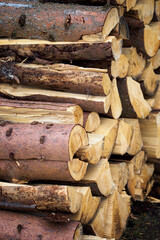 Sticker - View of stacked chipped logs of wood.