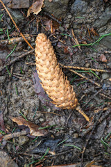 Wall Mural - Fallen spruce cone on the ground.