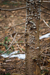 Poster - Small mushrooms growing on a tree trunk in the forest.