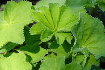 Wall Mural - Alchemilla is a genus of herbaceous perennial plants in the family Rosaceae, with the common name lady's mantle