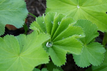 Wall Mural - Lady's Mantle (Alchemilla). Perfect for sun or partial shade! Attractive, fan-shaped gray-green leaves.