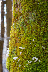 Wall Mural - Dreams on green mushrooms in the moss in winter.