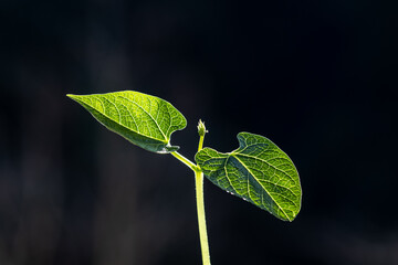 Wall Mural - Selective focus of bean sprout grows in a pot, planted on a farm in Brazil