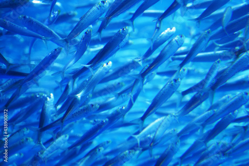 水中 海中 アドビストックのデザイン かべいろ Com おしゃれ壁紙リフォーム貼り替え インクジェット壁紙のかべいろ Com