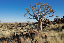 Quiver Trees On Rocky Hillside In Namibia